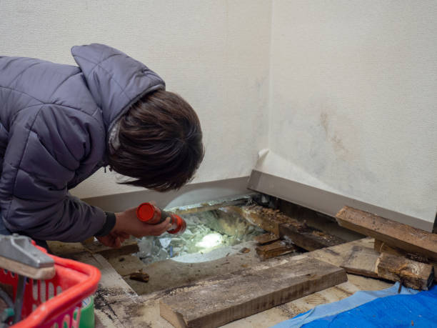  North Myrtle Beach, SC Mold Removal Pros